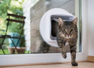 Le ultime novità in Pet Tech Le ultime novità in Pet Tech
